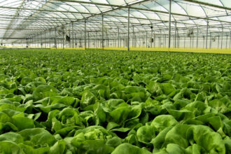 green tech international incepe lucrarile la un proiect de 50 de hectare de sere hidroponice incalzite cu apa geotermala 68ee1080036fd