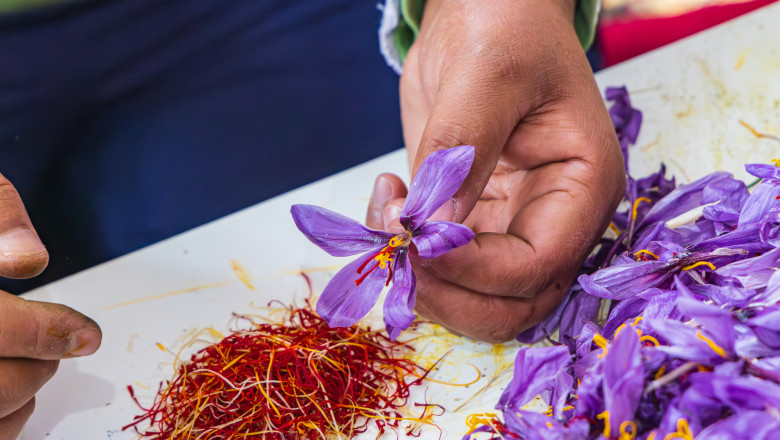 România, leagănul celui mai valoros condiment: un gram de „aur roșu” provine din 150 de flori 1 video cel mai scump condiment din lume este cultivat si in romania un singur gram de aur rosu este obtinut din 150 de flori 68f889494e190