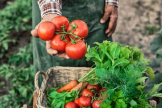 ministerul agriculturii a finalizat platile catre producatorii din sere si solarii 300 de milioane de lei pentru legumele romanesti 69268a9ab8fd7