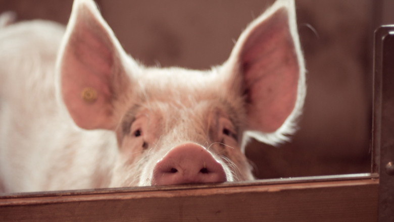 video focar de pesta porcina in judetul buzau fermieri disperati de teama ceilalti localnici au inceput sa si taie porcii pentru craciun 69195b9a9f19d