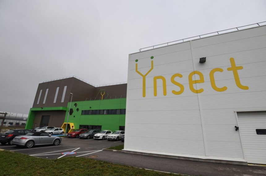 Povestea eșecului Țnsect: startup-ul francez care a strâns 600 de milioane de dolari pentru hrana din insecte 1 cum a esuat ynsect startup ul francez care a atras 600 milioane de dolari pentru a produce hrana pe baza de insecte 694fa1343cc1b