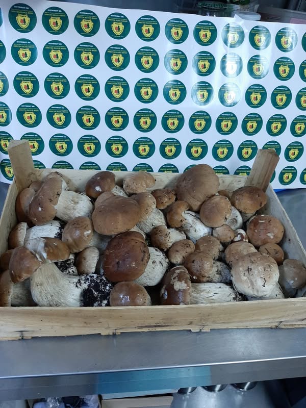 romsilva a obtinut 34 de milioane de lei in primele 11 luni din valorificarea vanatului produselor nelemnoase si salmonicultura 694fc9494f550