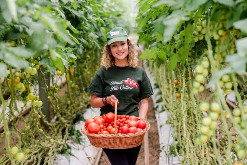 Roșii românești pe tot parcursul anului: cooperativa din Căpușu Mare, Cluj, se implică în inițiativa Carrefour Grădina Noastră 1 rosii romanesti tot anul cooperativa din capusu mare judetul cluj se alatura programului carrefour gradina noastra 693089fbdf1bc