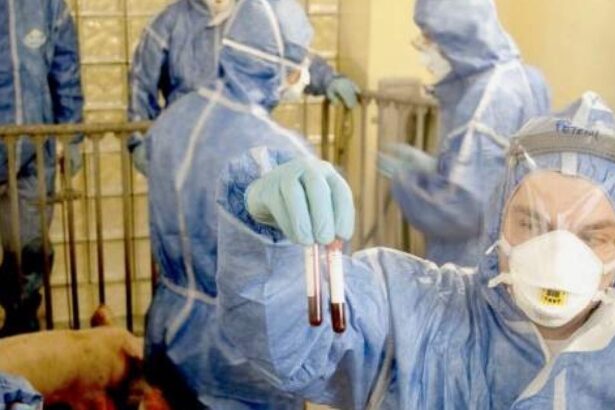 comtim cel mai mare producator de carne de porc din romania afectat din nou de pesta porcina mii de porci ar putea fi omorati 6960c03214036