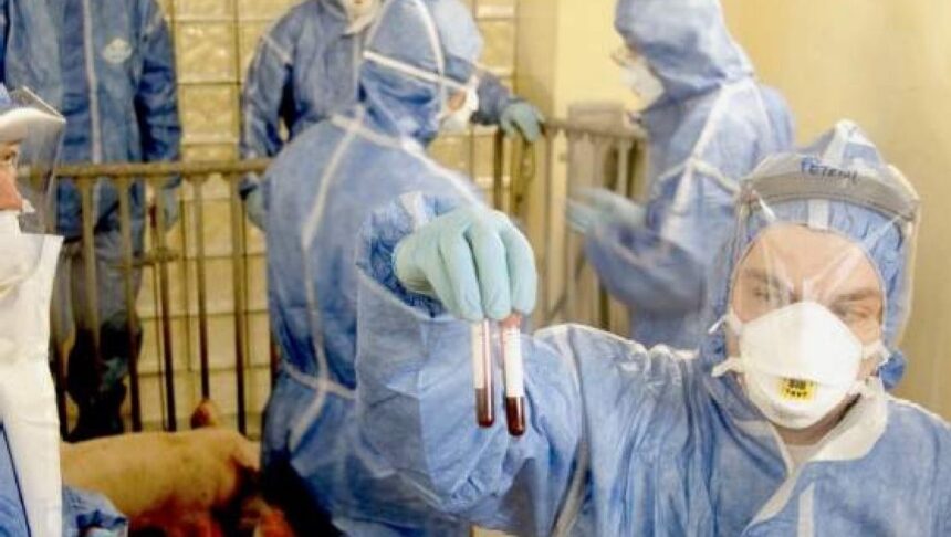 comtim cel mai mare producator de carne de porc din romania afectat din nou de pesta porcina mii de porci ar putea fi omorati 6960c03214036