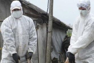 gripa aviara se reintoarce in romania focar cu genotipul inalt patogen la vaslui 697384d5c8f5a