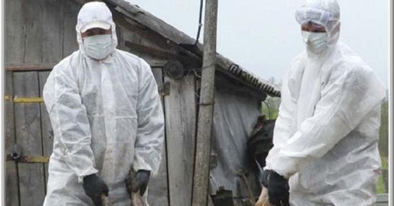 gripa aviara se reintoarce in romania focar cu genotipul inalt patogen la vaslui 697384d5c8f5a