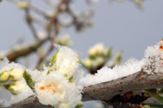 guvernul acorda sprijin financiar de urgenta pomicultorilor afectati de inghetul tarziu din primavara lui 2025 6984af9821a45