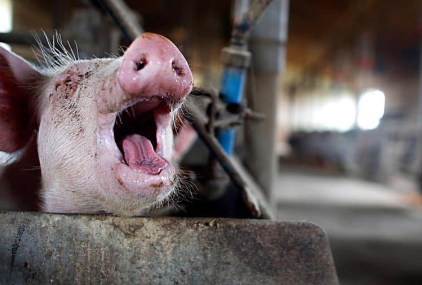 porcul e de vina pentru cele mai mari pierderi in balanta comerciala a romaniei deficit anual de peste 12 miliarde de euro anunta madr 698b28631bb8b