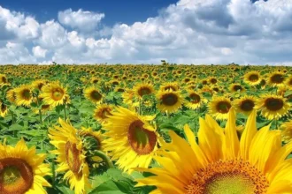 exporturile de uleioase ale romaniei au sarit de pragul de 1 milion de tone in trend cu anul trecut suntem liderii ue 69a9e6de73a47