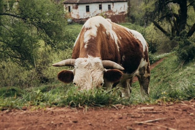 focar de boala limbii albastre revine in romania peste 280 de vite ar putea fi afectate 69c6938031100