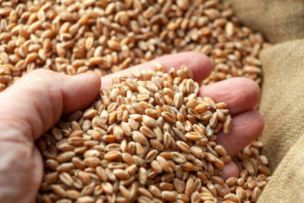 romania va incepe in maximum doua luni sa exporte cereale in china anuntul facut de ministrul agriculturii este oficial 69ba5e88c022a