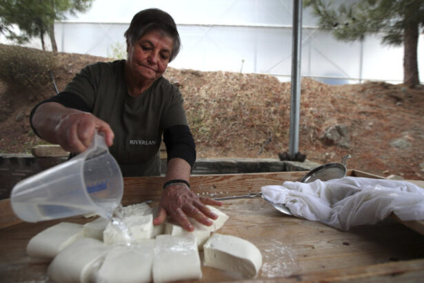 branza halloumi in pericol fermierii ciprioti se confrunta cu o epidemie mortala iar solutia depinde de acordul turcilor din nord 69dca58b94d1b