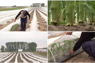 video vremea capricioasa schimba agricultura din romania cu ce au inlocuit fermierii din oltenia culturile de rosii si pepeni din alti ani 69f07a27cc6e7