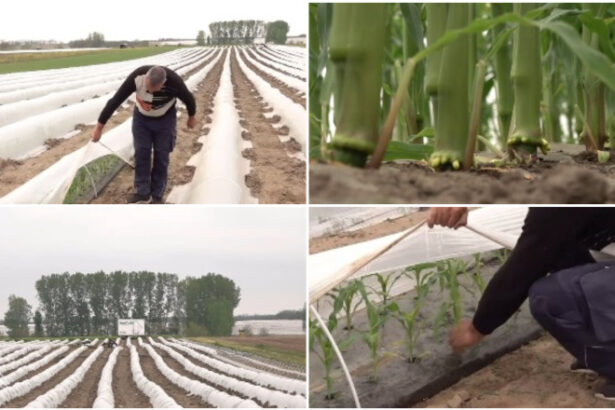 video vremea capricioasa schimba agricultura din romania cu ce au inlocuit fermierii din oltenia culturile de rosii si pepeni din alti ani 69f07a27cc6e7