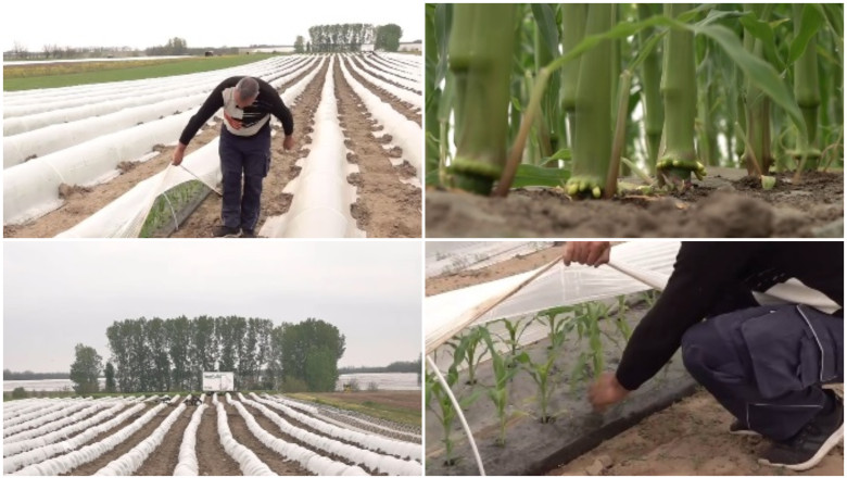 video vremea capricioasa schimba agricultura din romania cu ce au inlocuit fermierii din oltenia culturile de rosii si pepeni din alti ani 69f07a27cc6e7