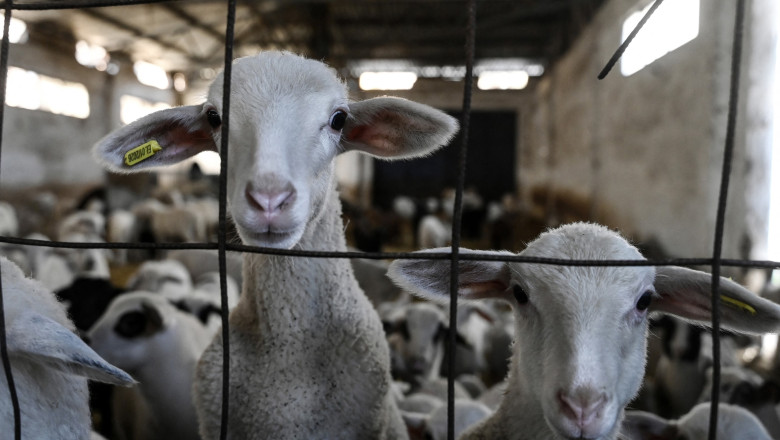 comisia europeana a extins interdictia privind exportul de ovine si caprine din romania anuntul lui tanczos barna 6a33eed6c2d11