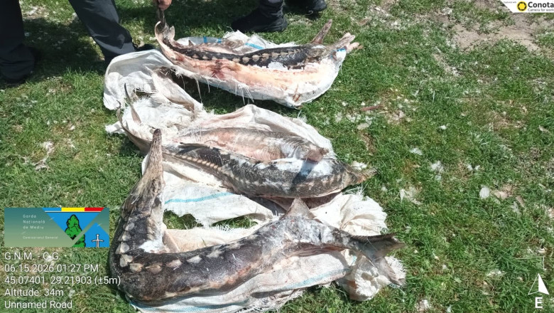Acțiuni de verificare în Delta Dunării: sturioni găsiți într-o ladă frigorifică, poluări ilegale în râu și sancțiuni de 230.000 de lei 1 controale in delta dunarii sturioni descoperiti intr o lada frigorifica deversari ilegale in dunare si amenzi de 230 000 de lei 6a31390f9df1b