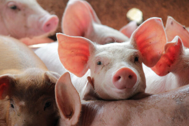 madr pregateste ajutoare pentru prevenirea pestei porcine africane bugetul total alocat schemei este de 125 de milioane de lei 6a2ab45e04d9c