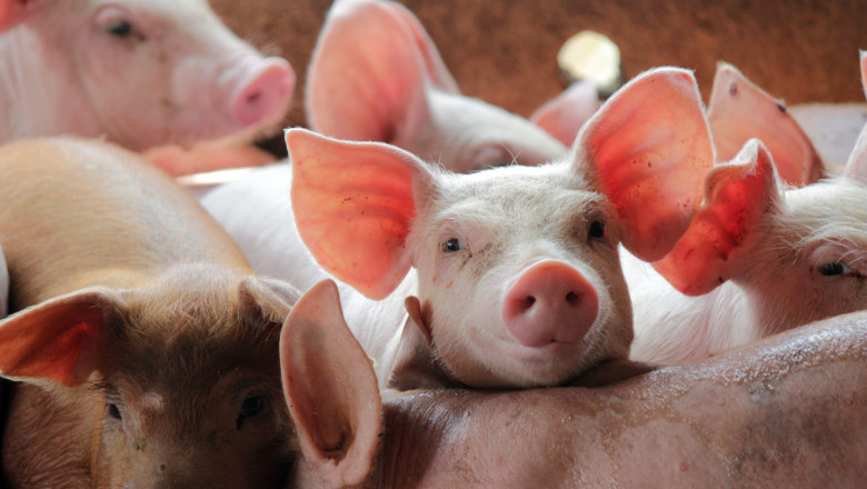 MADR lansează un plan de sprijin pentru combaterea pestei porcine africane, având un buget de 125 de milioane de lei 1 madr pregateste ajutoare pentru prevenirea pestei porcine africane bugetul total alocat schemei este de 125 de milioane de lei 6a2ab45e04d9c