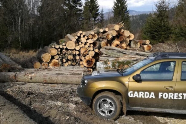 nereguli descoperite de garda forestiera intr o padure din suceava procurorii sesizati dupa taieri ilegale si furt de lemne 6a2fd980168a0