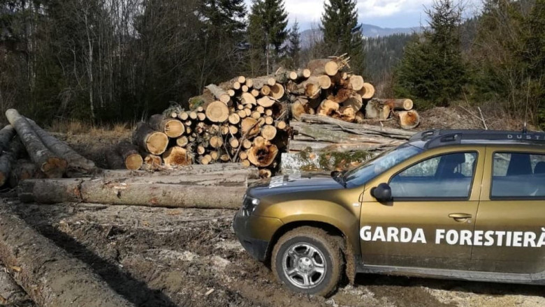nereguli descoperite de garda forestiera intr o padure din suceava procurorii sesizati dupa taieri ilegale si furt de lemne 6a2fd980168a0