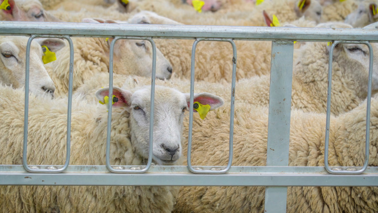 Fraudă în trasabilitatea animalelor: 75 de oi raportate ca ucise în Tulcea au fost descoperite vii la Cluj 1 suspiciune de frauda in sistemul de trasabilitate a animalelor 75 de oi declarate ucise in tulcea au fost gasite in viata la cluj 6a47ccd94ede5