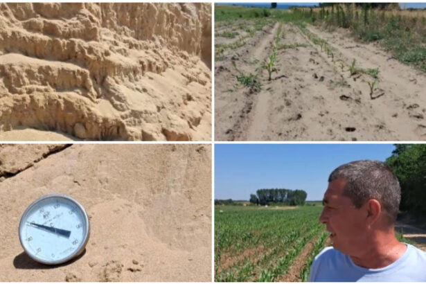 video arsita face prapad in sahara olteniei culturi intregi in pericol din cauza temperaturilor extreme e dezastru 6a44c05199357